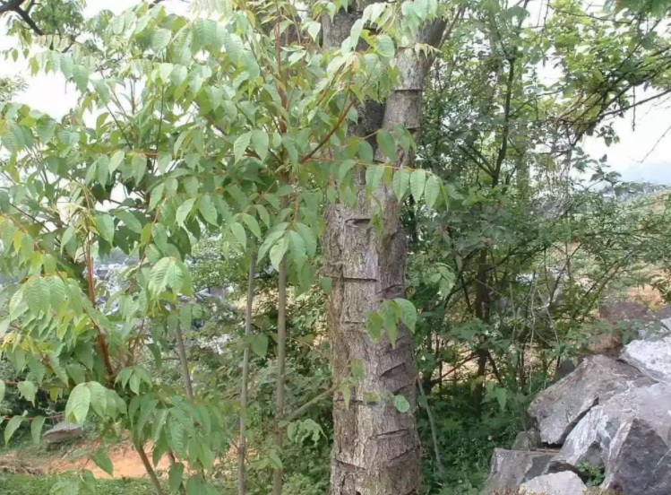 认识植物界的“六大毒树”，看到“绕道走”，涨姿势不吃亏