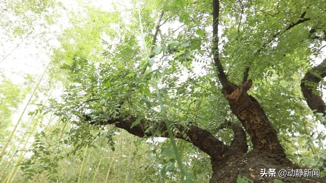 诗不可说丨家槐，蒙蒙碧烟叶，袅袅黄花枝