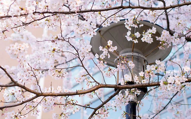 华东师范大学 近三年各批次录取分数统计，2019各专业录取分数