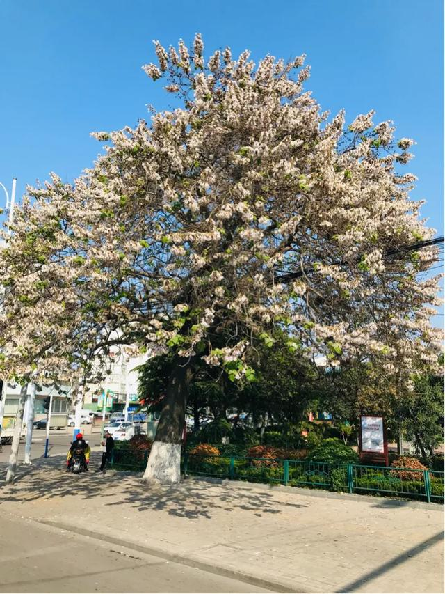 （原创）又见梧桐花