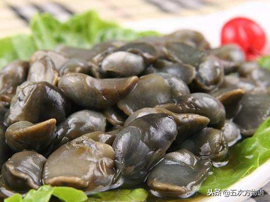 青岛常见海螺图鉴