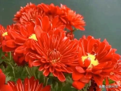 七律13首 恩师难忘