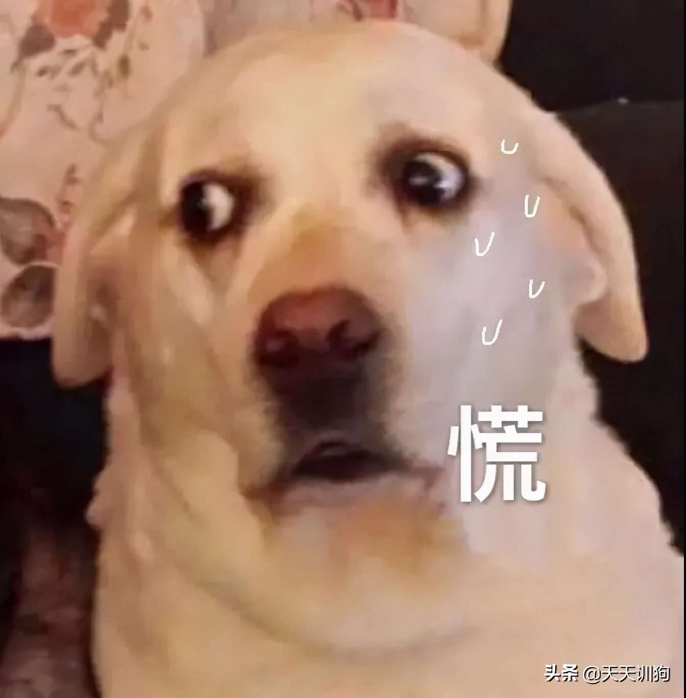 狗狗坐了副驾驶，主人就得重返驾校？