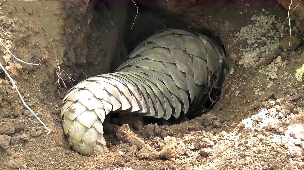 男子收购穿山甲鳞片治病，获刑3年6个月，为什么有人吃“指甲”？