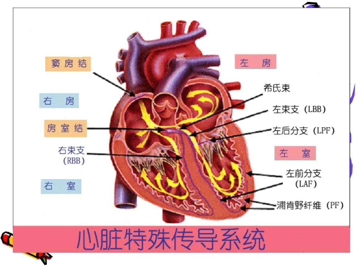 心脏检查如此繁多，如何做才不会入坑？这篇心脏检查的指南请收好