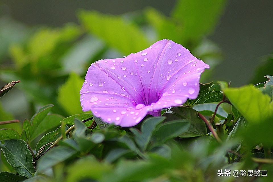 咏喇叭花的古诗词名句(精选21首牵牛花诗词大全)