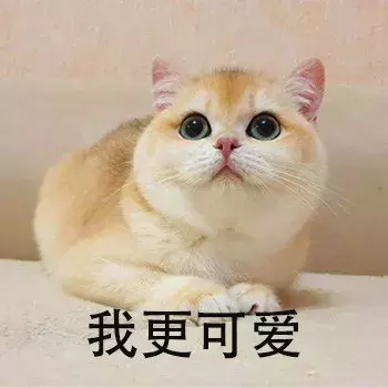新手第一次养猫,选择英短还是美短呢?总算搞清楚了