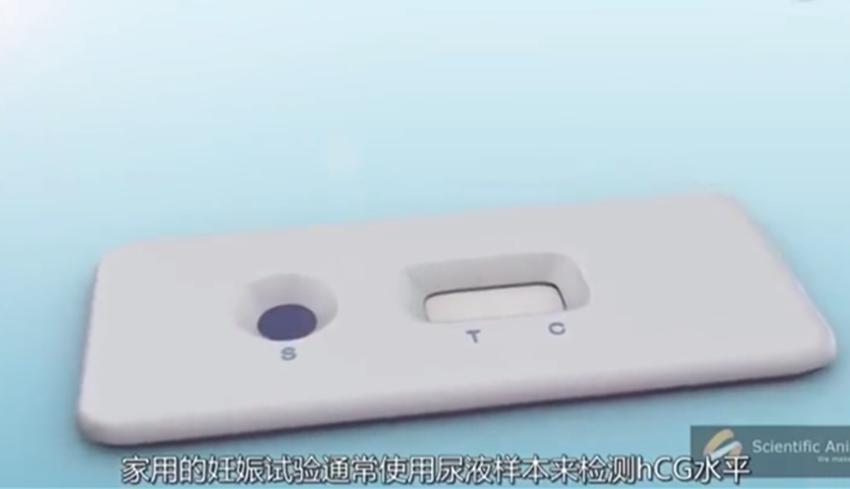 早孕试纸的原理到底是什么？一组图告诉你，看完才觉其中“奥秘”