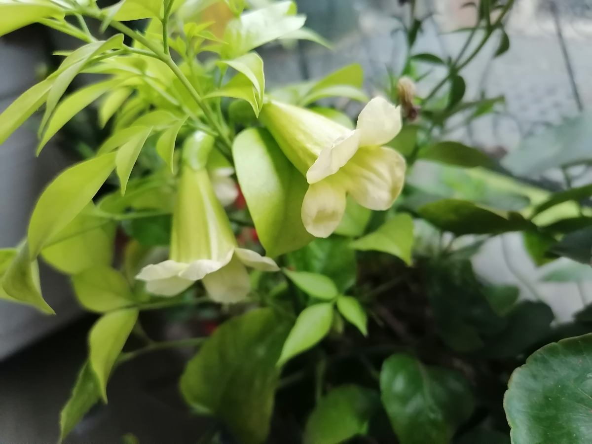 卧室放什么植物最旺财（卧室放4种植物旺财又健康）