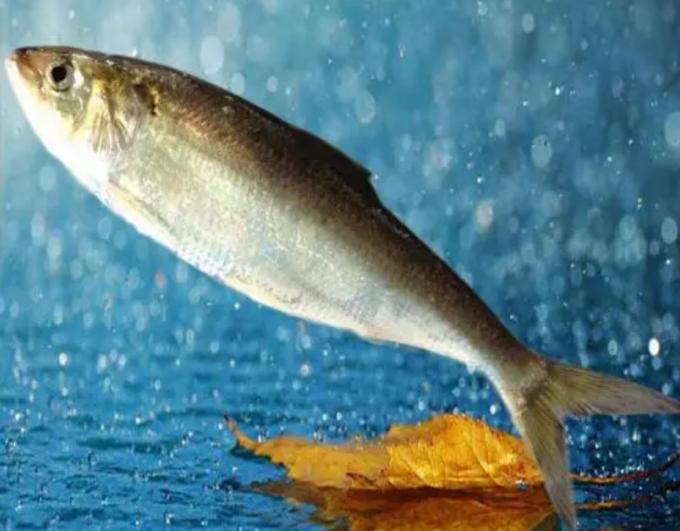 鱼为何要洄游？三峡大坝那么高，下游的鱼要怎么游回去？