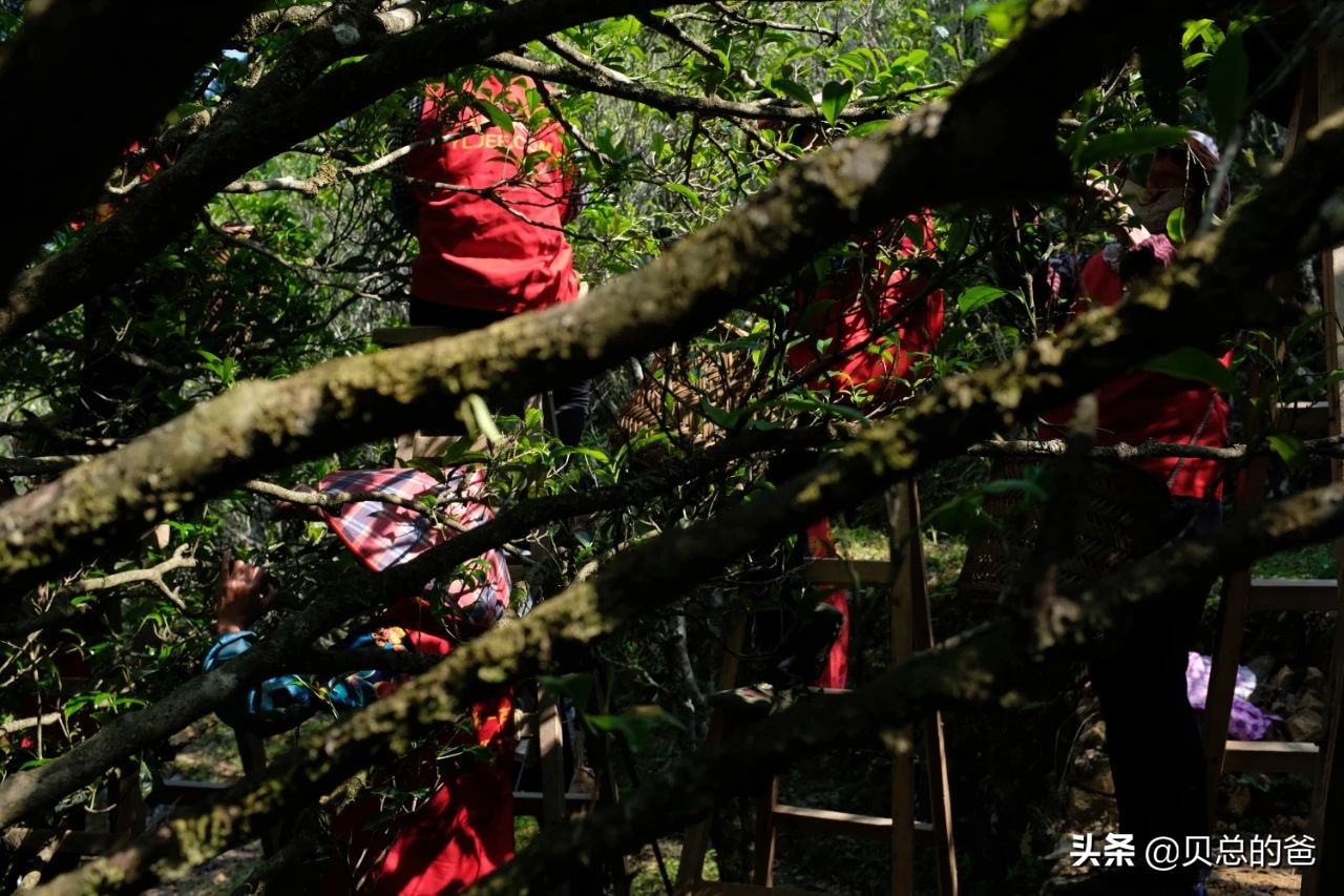 凤凰单丛与武夷岩茶的区别：单丛喝树龄，岩茶喝山场