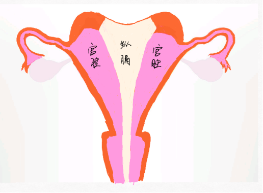 宫颈转化区2型图片图片