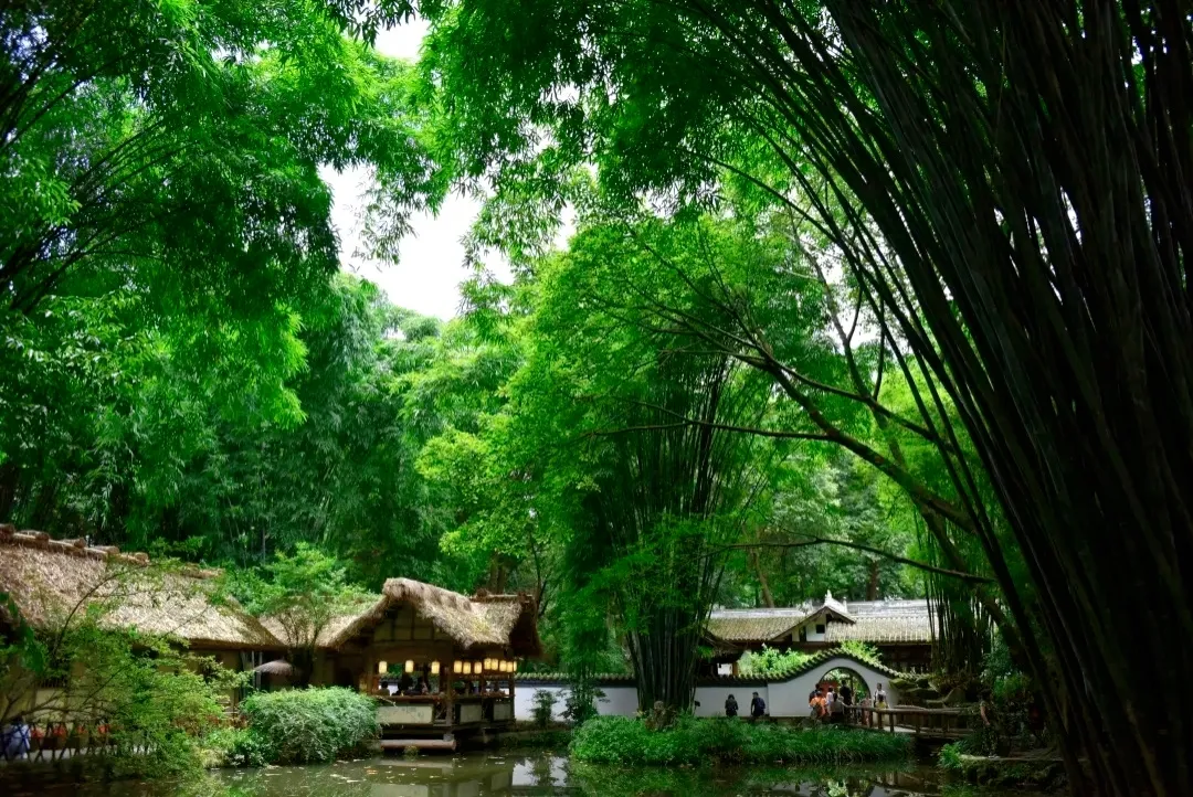 入诗草堂 | 黄鹂鸣翠柳,桥西落草堂