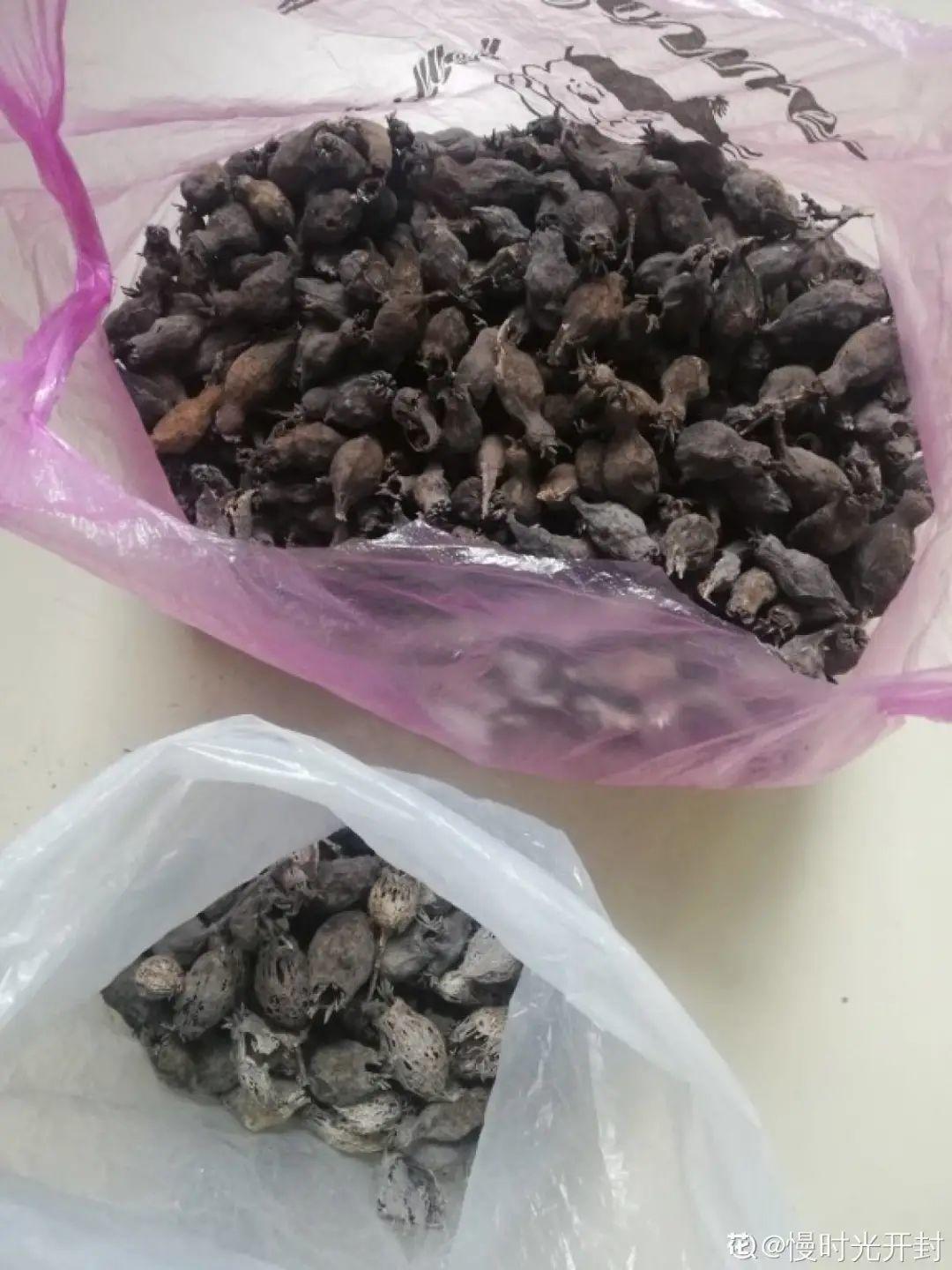 腊梅花的种子图片（图文讲解腊梅花种子的真正样子）