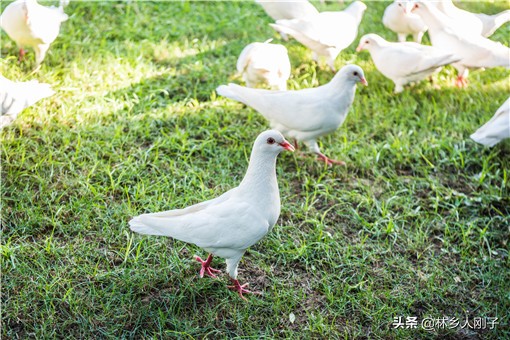 养殖致富小项目有哪些？这3个项目投资小收益大