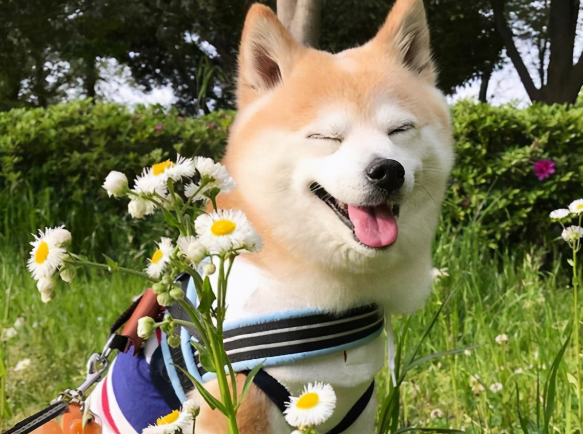 狗界脾气最好、最乖的狗，不吵不叫，有你养的吗？