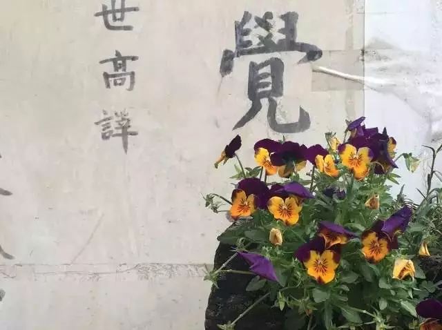 最美的尼姑庵，不烧香只种花，看一眼就想出家