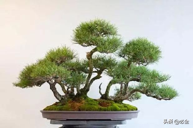 松树的资料特点和外貌（盘点中国十大松树的种类）