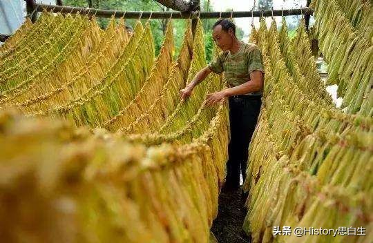 吸烟史话：抽了二十年烟，竟然不知道烟草有多少种？