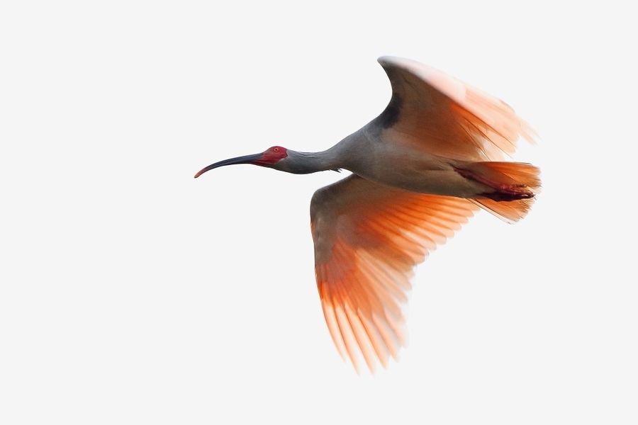 盘点世界各国的国宝动物；韩国的韩国虎、日本的朱鹮