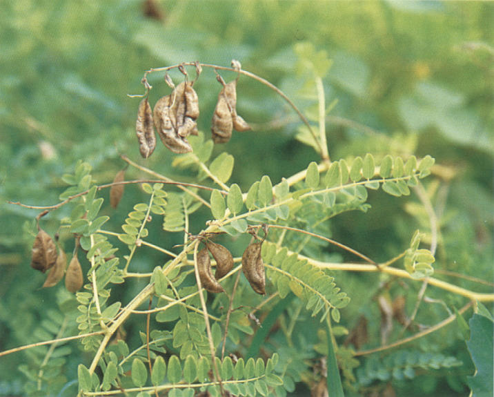 黄芪是长什么样的（山沟沟里常见的杂草叫黄芪）