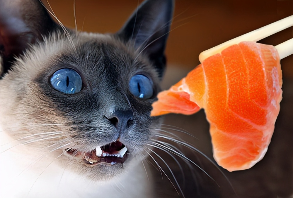猫咪可以吃的9种人类食物，现在知道还不晚