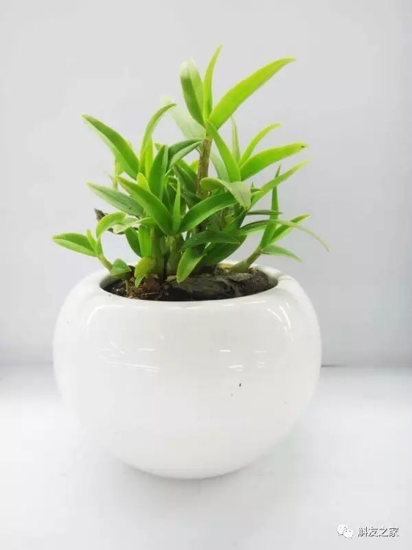 种石斛兰的植料，原来这样配比种一盆活一盆…