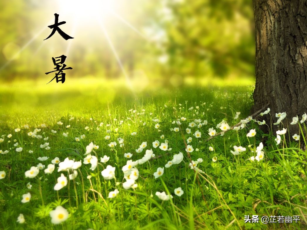 大暑时节热浪翻滚，绿荫浓密蝉声阵阵