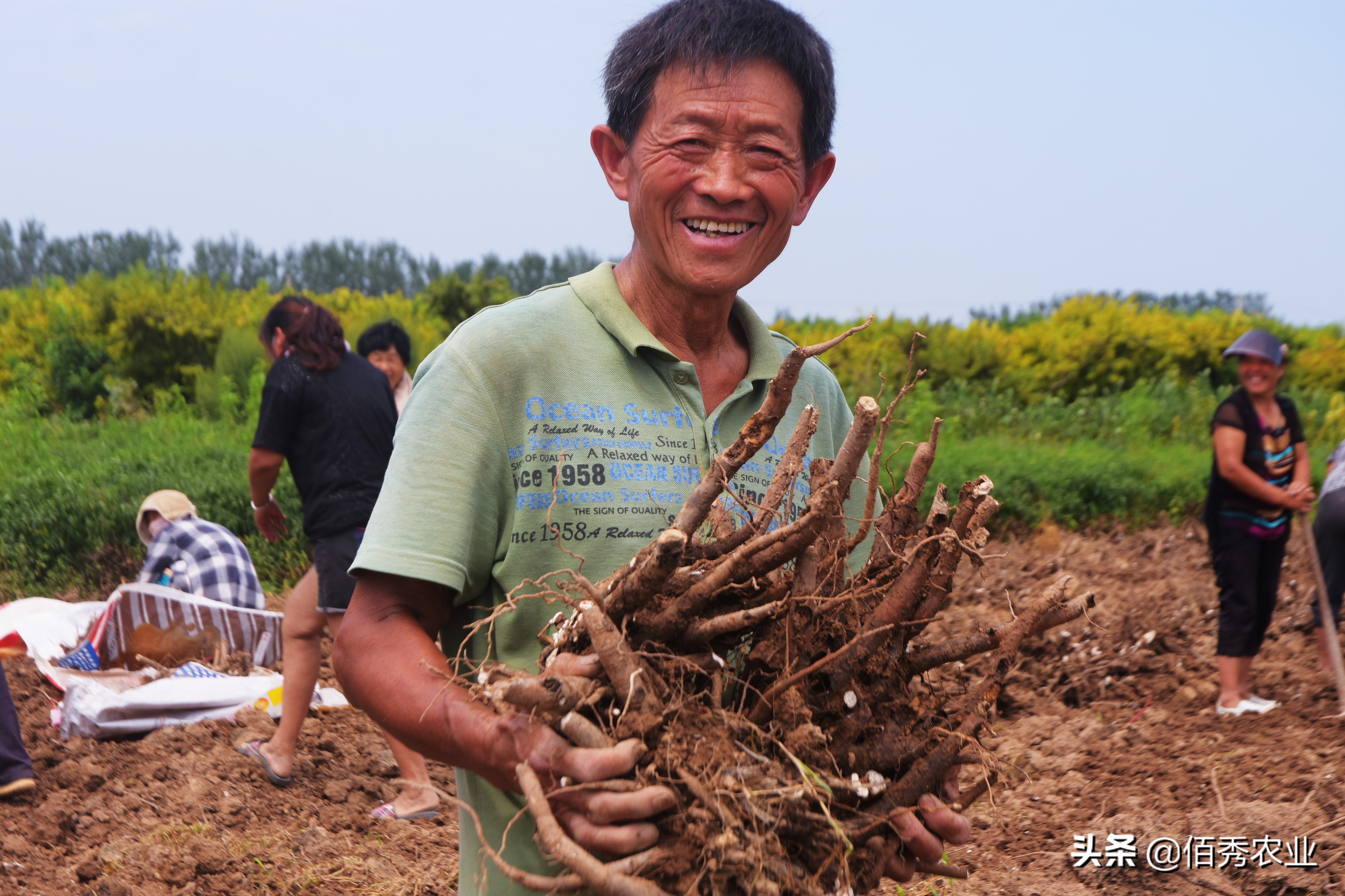 种药材哪样又快又赚钱种植什么收入最快