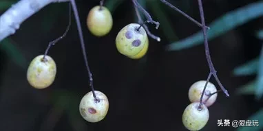 能在山上“白嫖”的10种手串,包浆超美