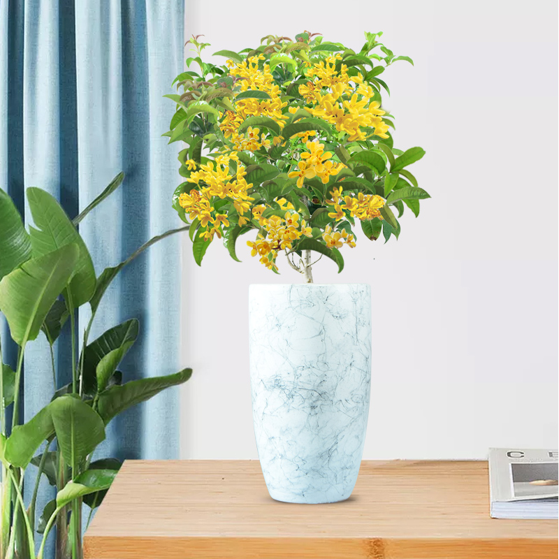 能“养人”的10种花，有的能吸废气、有的可以食用，种了不后悔