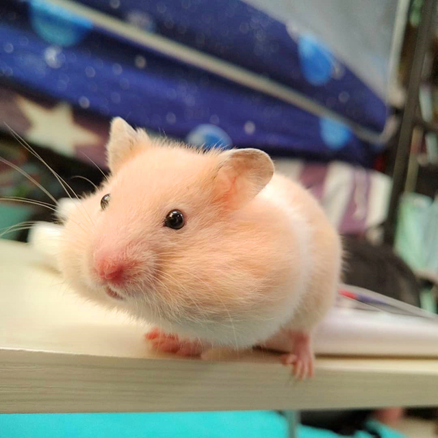 仓鼠不停搬运纸棉,并非是想离开主人,而是鼠鼠对环境感到了不适