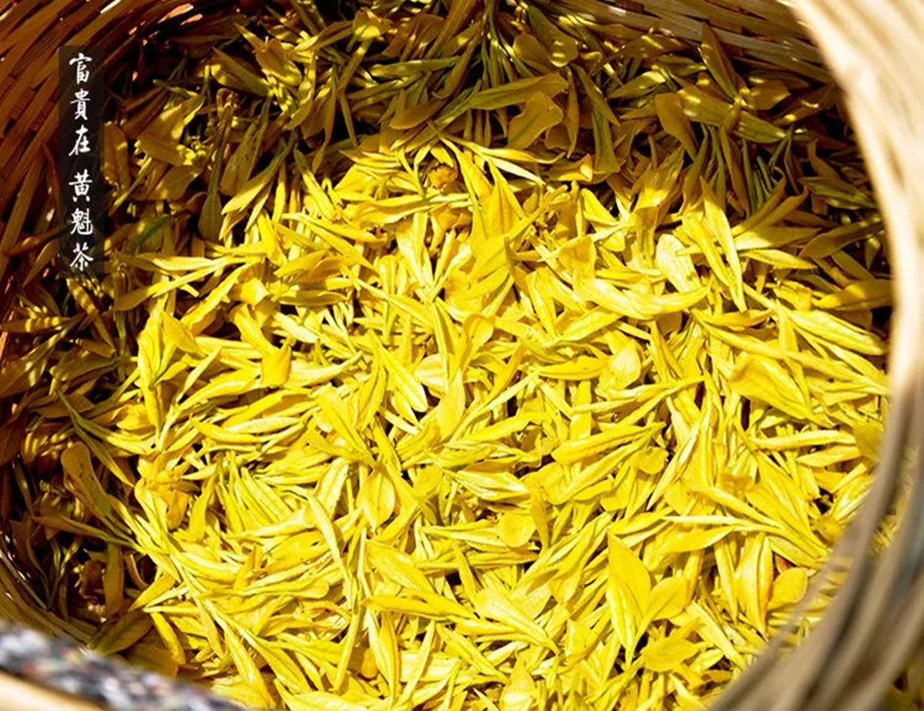 细说黄茶的:品种黄,工艺黄,之区别.新黄茶"黄魁",是品种黄