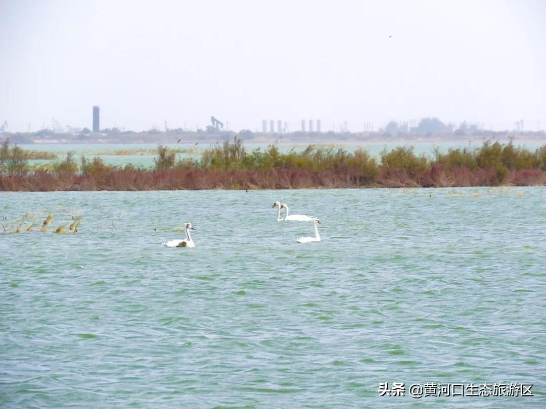 【黄河口生态旅游区】冬日暖阳 静享时光