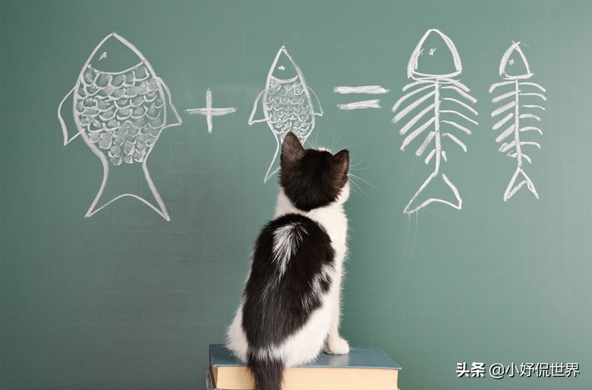 猪可是一点都不笨！一起看看拥有惊人智商的7种非常聪明的动物