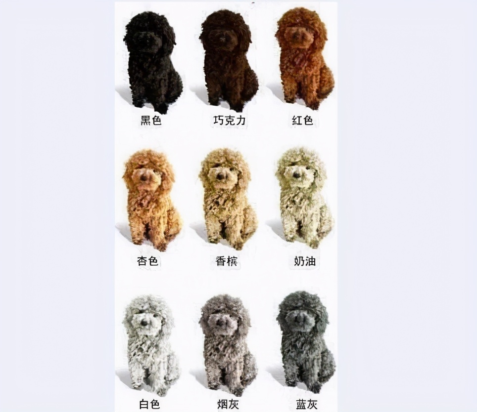 贵宾犬的优点和缺点：体型毛色选择多，玩具贵宾犬还很容易养