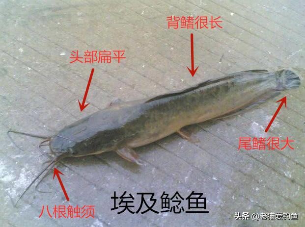 鲶鱼哪些人不能吃(辟谣:鲶鱼是"垃圾鱼"肮脏不能吃?其实脏的不是鱼!