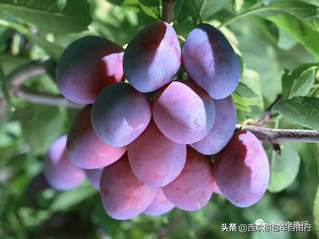 新疆乌梅多少钱一斤(新疆旅游吃货攻略) - 价格百科