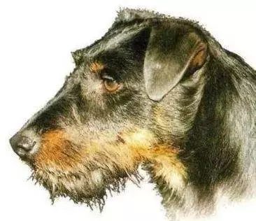 国外十种顶级猎犬，杜高才排第四，第一你想不到