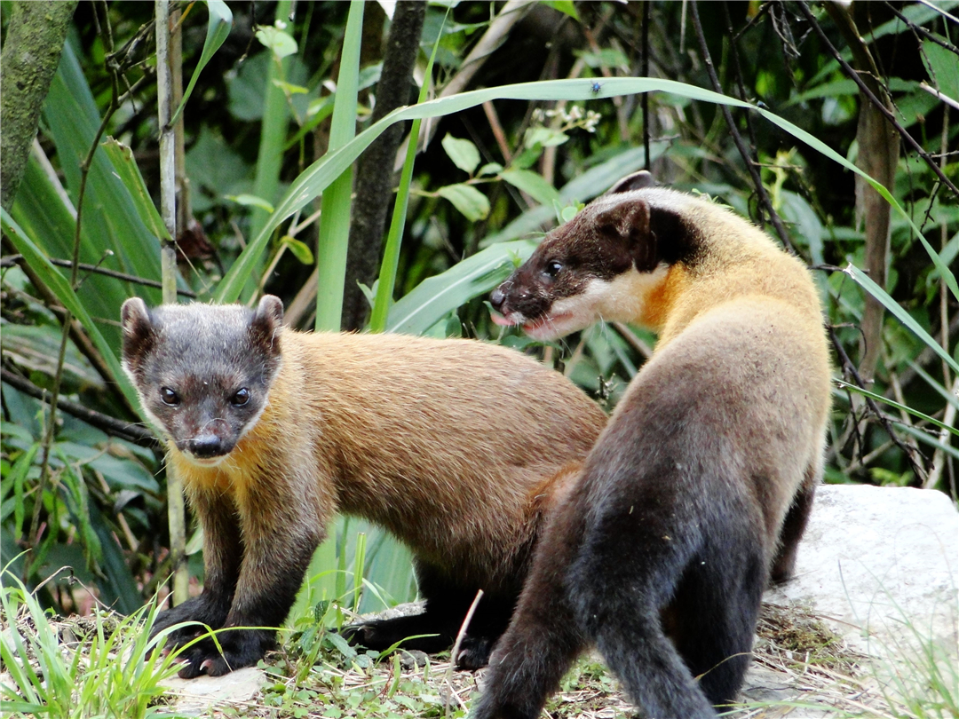 九寨沟发现蜜狗,个子才小狐狸大小,却敢攻击大自己10倍的野猪