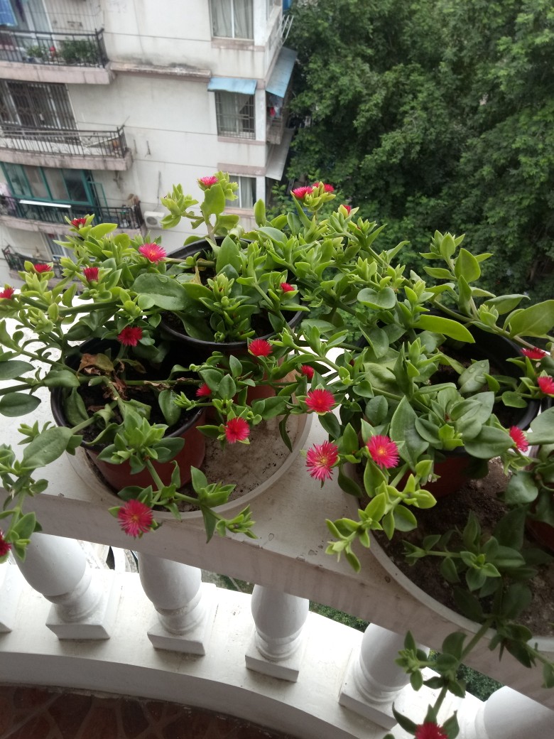 能“养人”的10种花，有的能吸废气、有的可以食用，种了不后悔