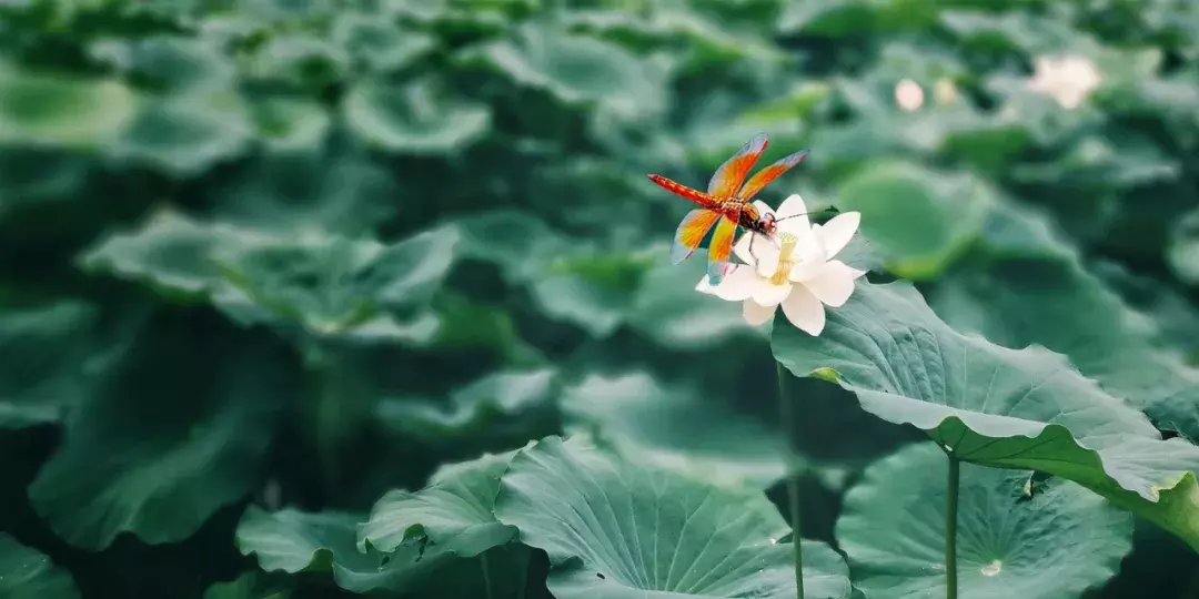 夏至 | 愿你在炎暑，有良人送爽，有凉风袭人