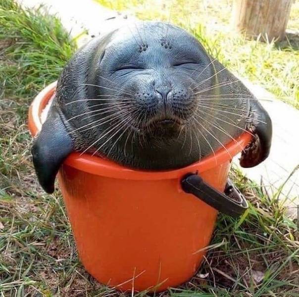 45张难得一见的图片,可爱有趣搞笑的动物们!无ps的真实照片