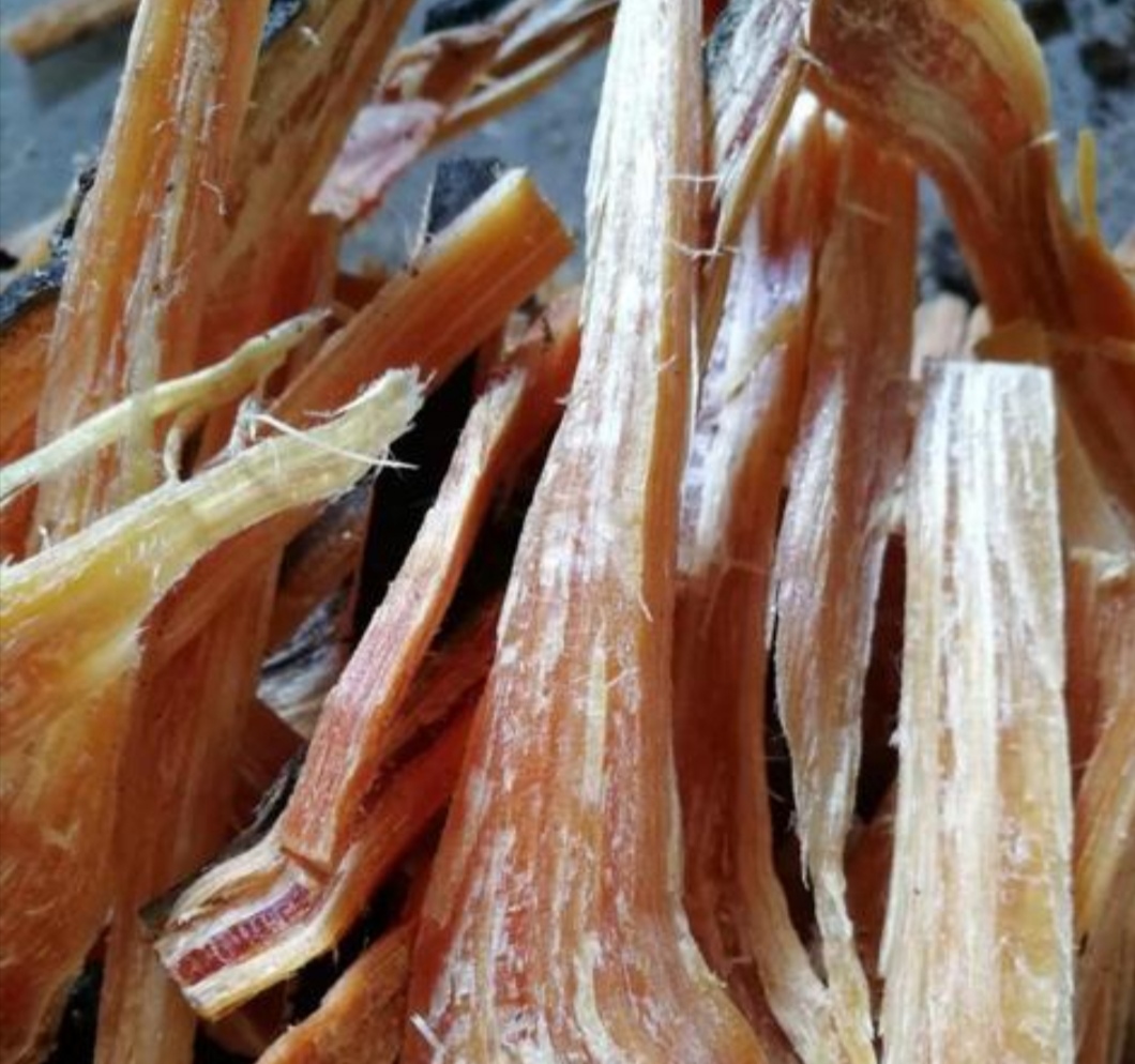 松树中的松明子,是一代人无法忘怀的记忆和回眸