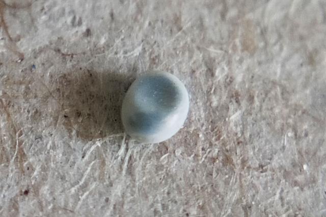 蚕结茧后几天蚕蛾从茧中钻出来，蚕丝是在蚕什么时候形成的？