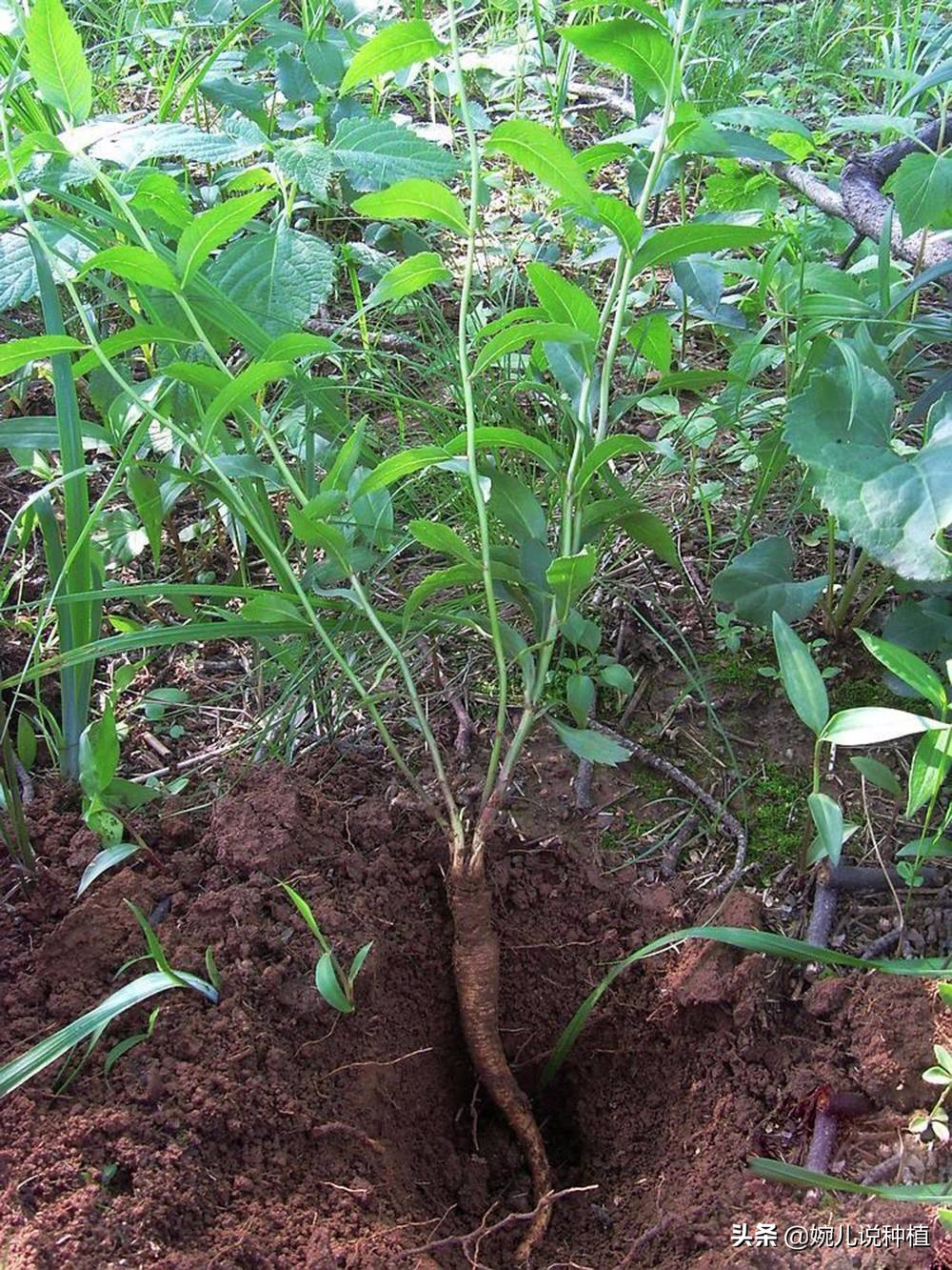 三,消费者如何挑选沙参?