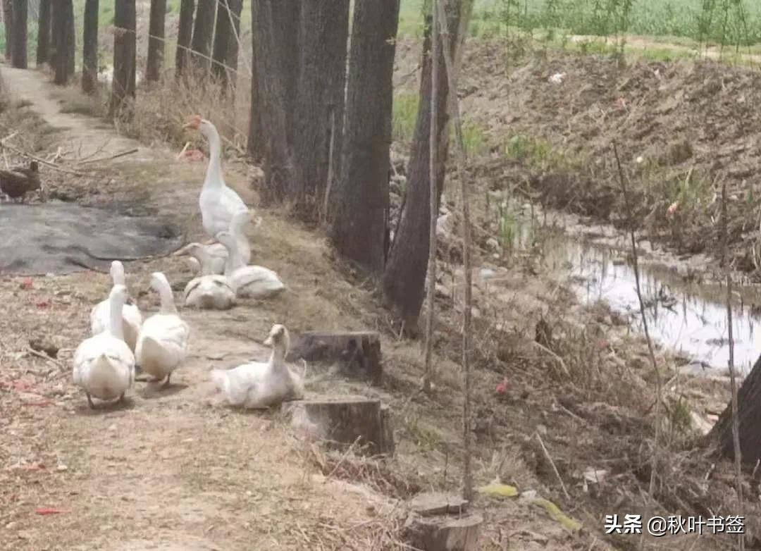 诗意田园：鹅鸭啼鸣醉春光