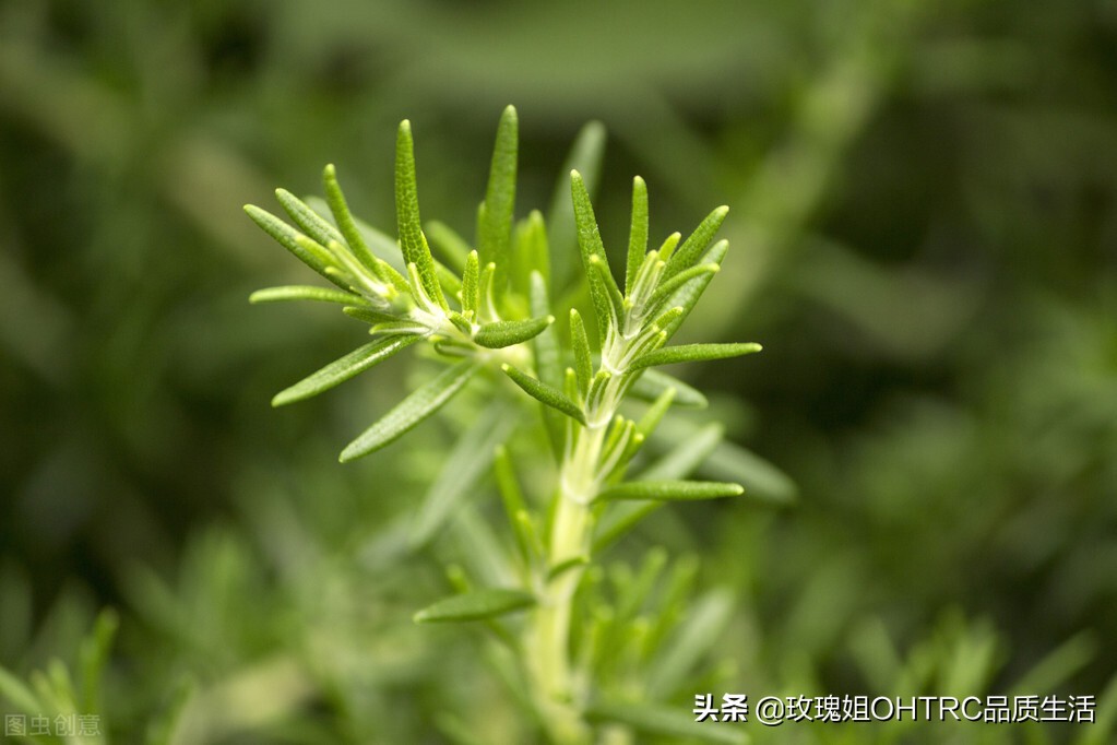 迷迭香茶,迷迭香茶的功效与作用