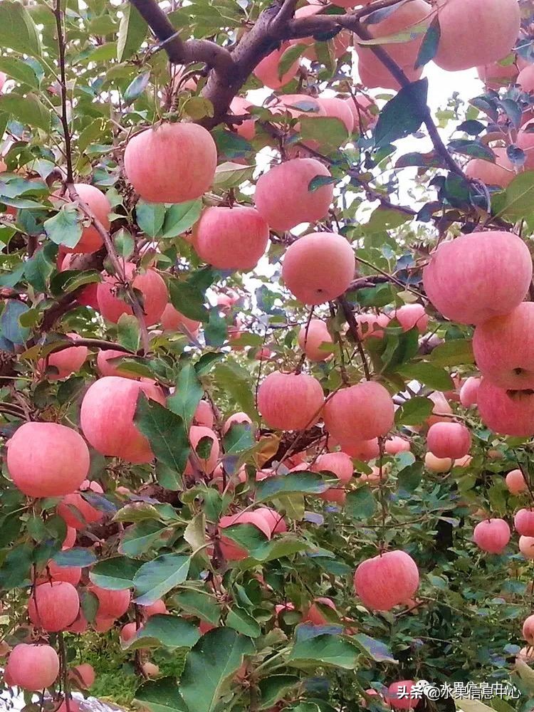 苹果几月成熟（常见的23种苹果的品种产地及成熟时间）