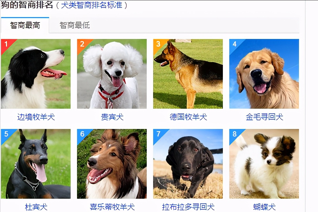 全球最聪明的五种狗狗品种排行榜：边境牧羊犬领衔